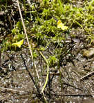 Humped bladderwort